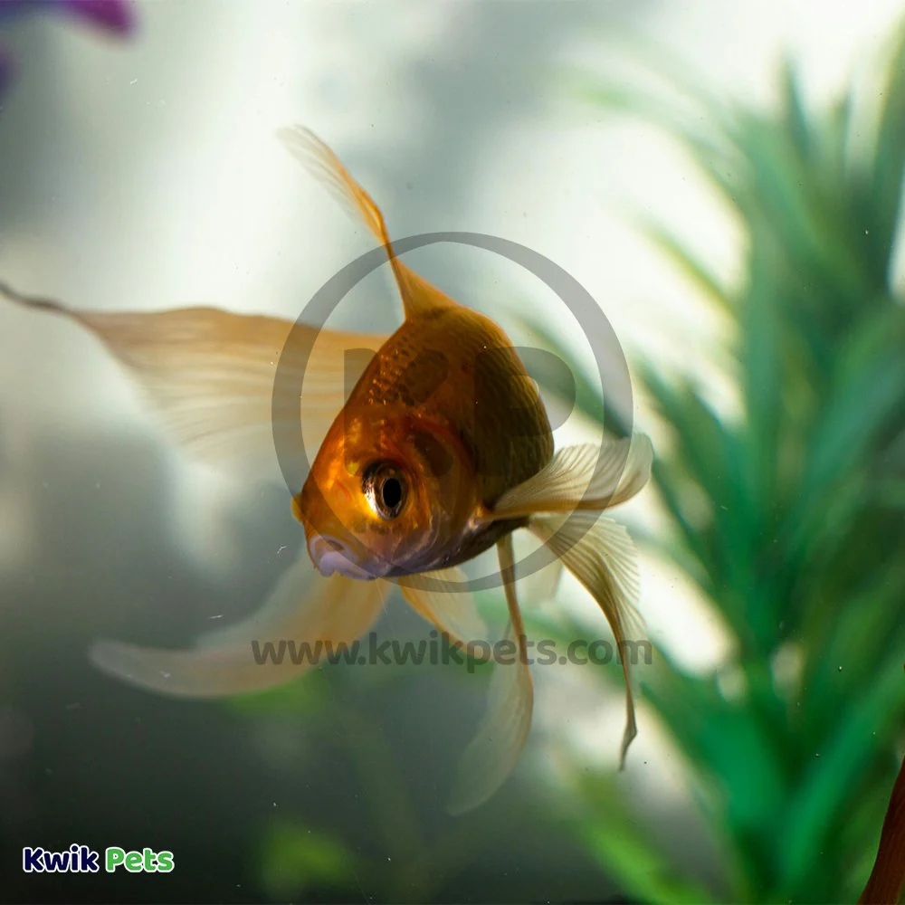 Mag-Float Floating Magnet Acrylic Aquarium Cleaner Large+ - Image 5