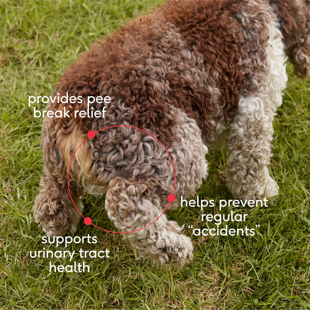 Native Pet Cranberry Bladder Chews Kidney & Urinary Supplement for Dogs 30 Count - Image 4