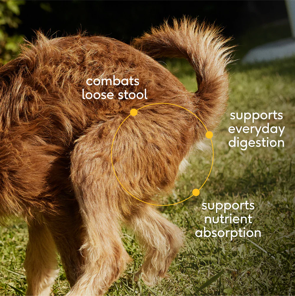 Native Pet Organic Pumpkin Fiber Powder Digestive Supplement for Dogs 8-oz - Image 4