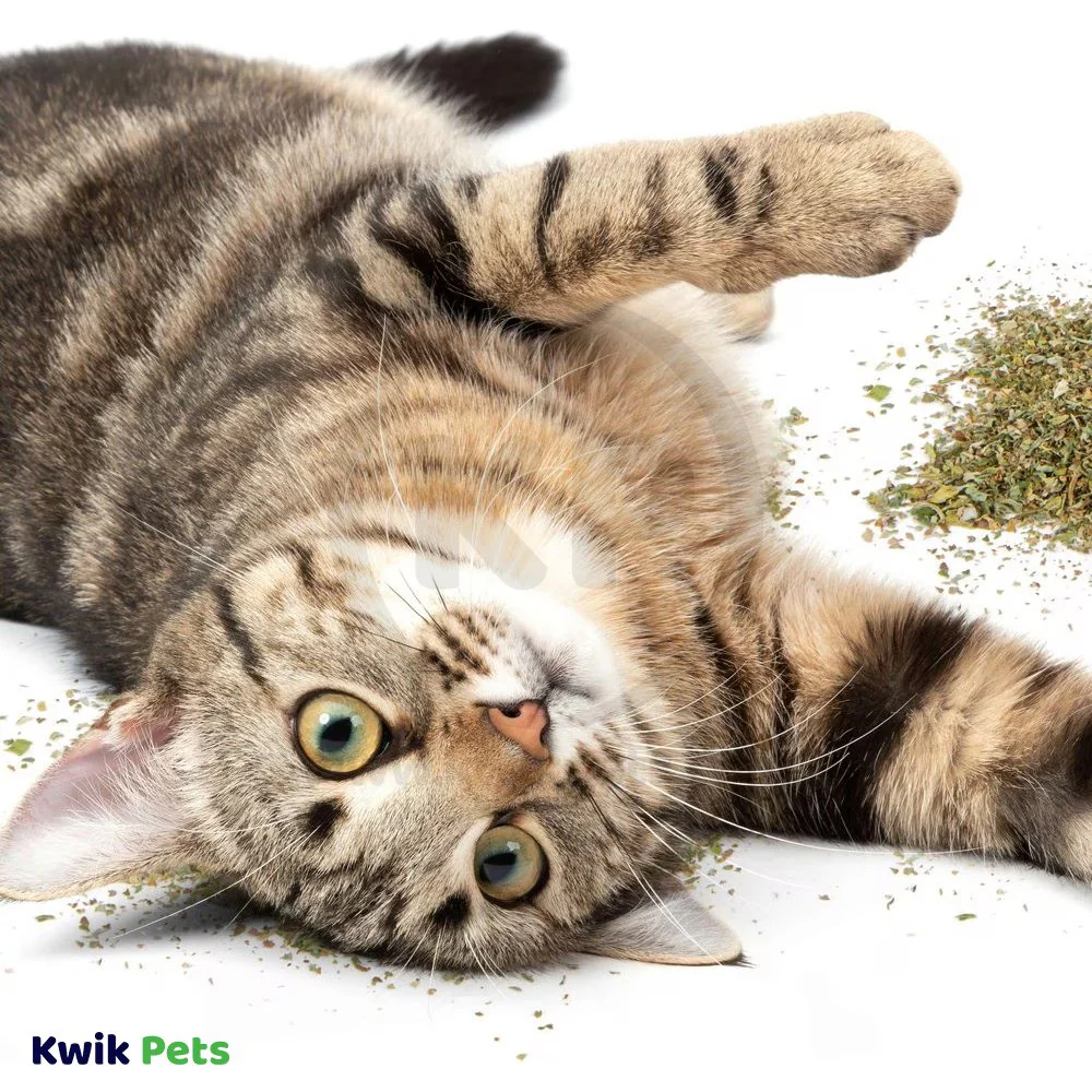 OurPets Cosmic 100% Natural Catnip Bag 0.5-oz - Image 5