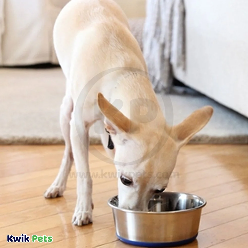 OurPets Durapet Premium Rubber Bonded Stainless Steel Cat Bowl Silver 8-oz - Image 5