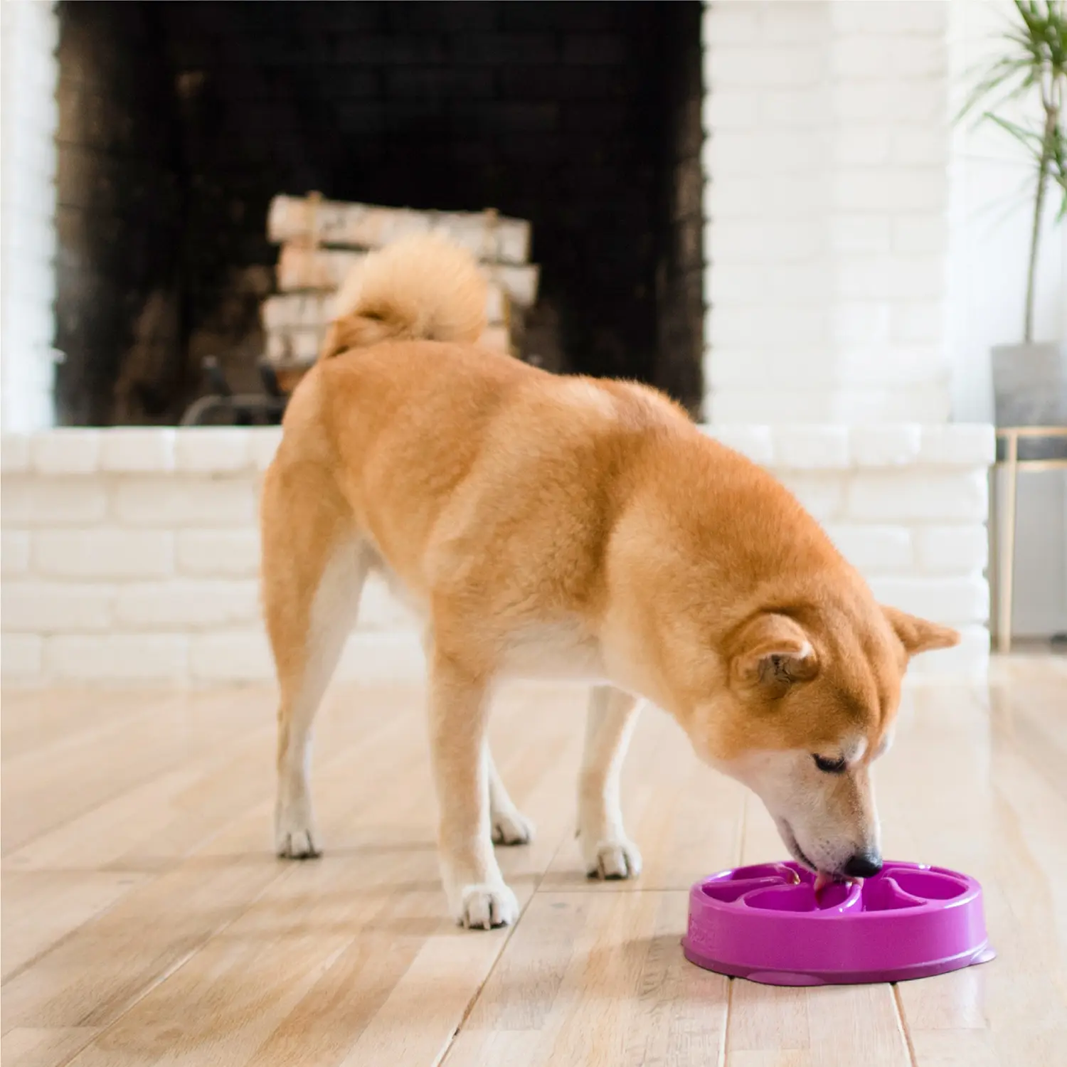 Outward Hound Fun Feeder Interactive Dog Bowl Slow Feeder Purple Small - Image 8