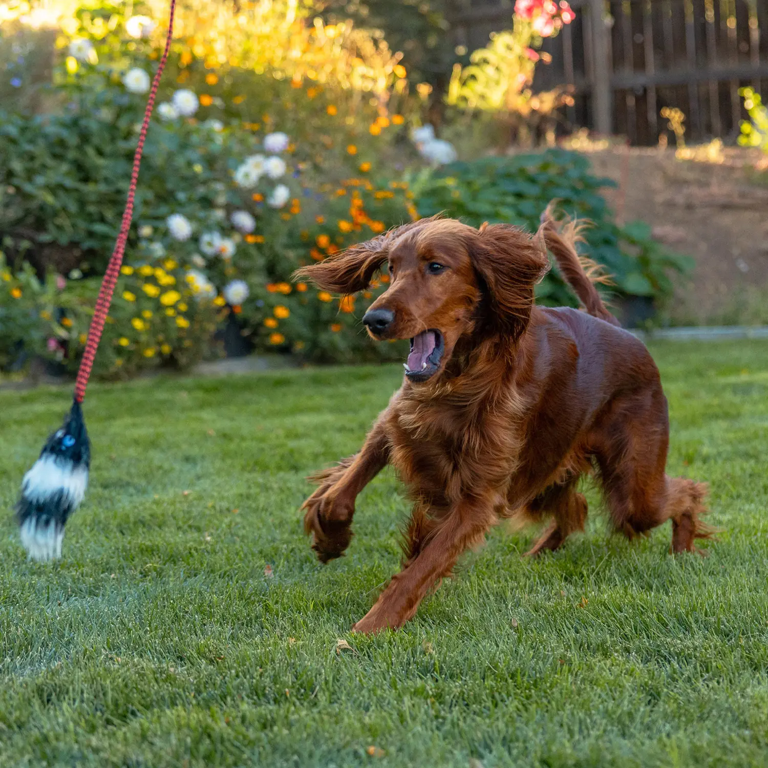 Outward Hound Tail Teaser Dog Wand Toy with Refill Multicolor - Image 9