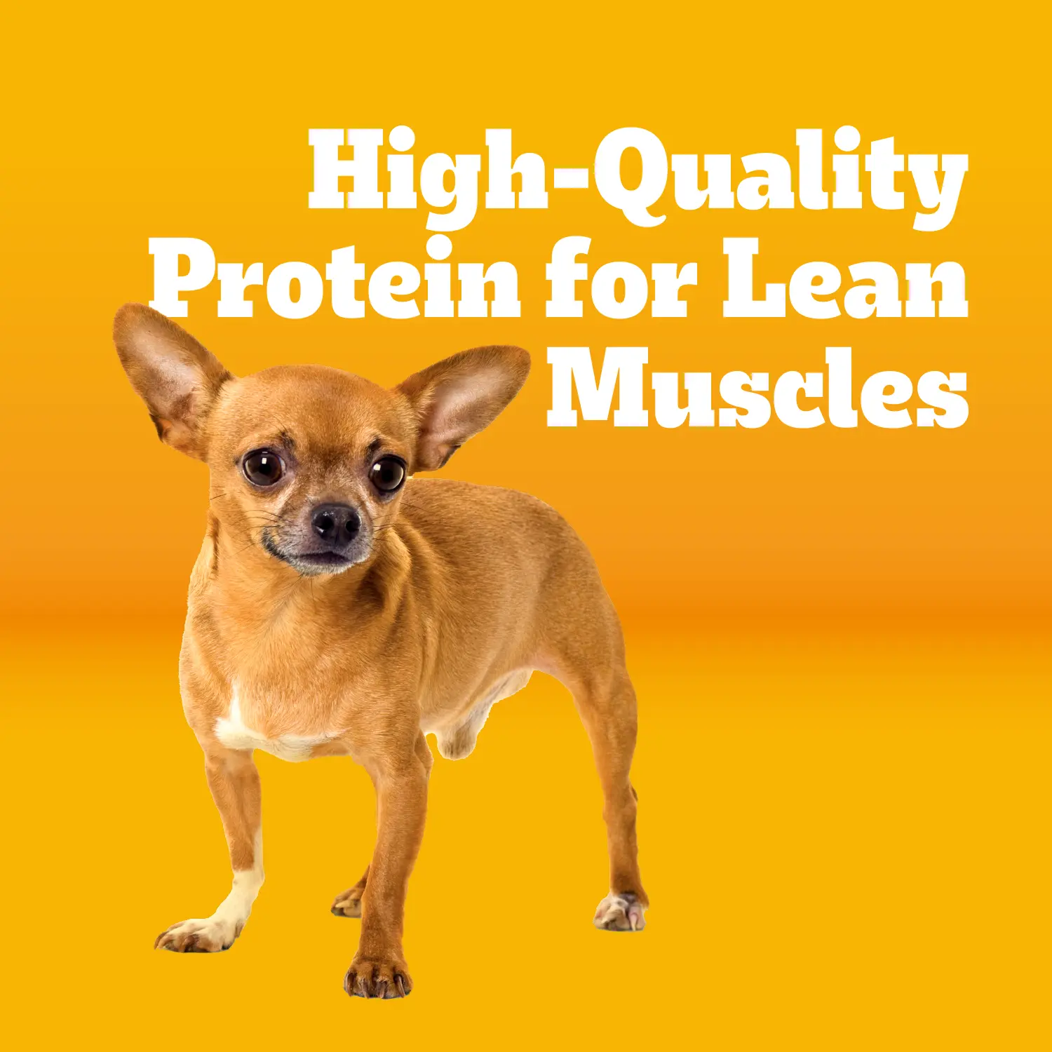 Pedigree Complete Nutrition Adult Dry Small Dog Food Roasted Chicken, Rice & Vegetable 3.5-lb - Image 10