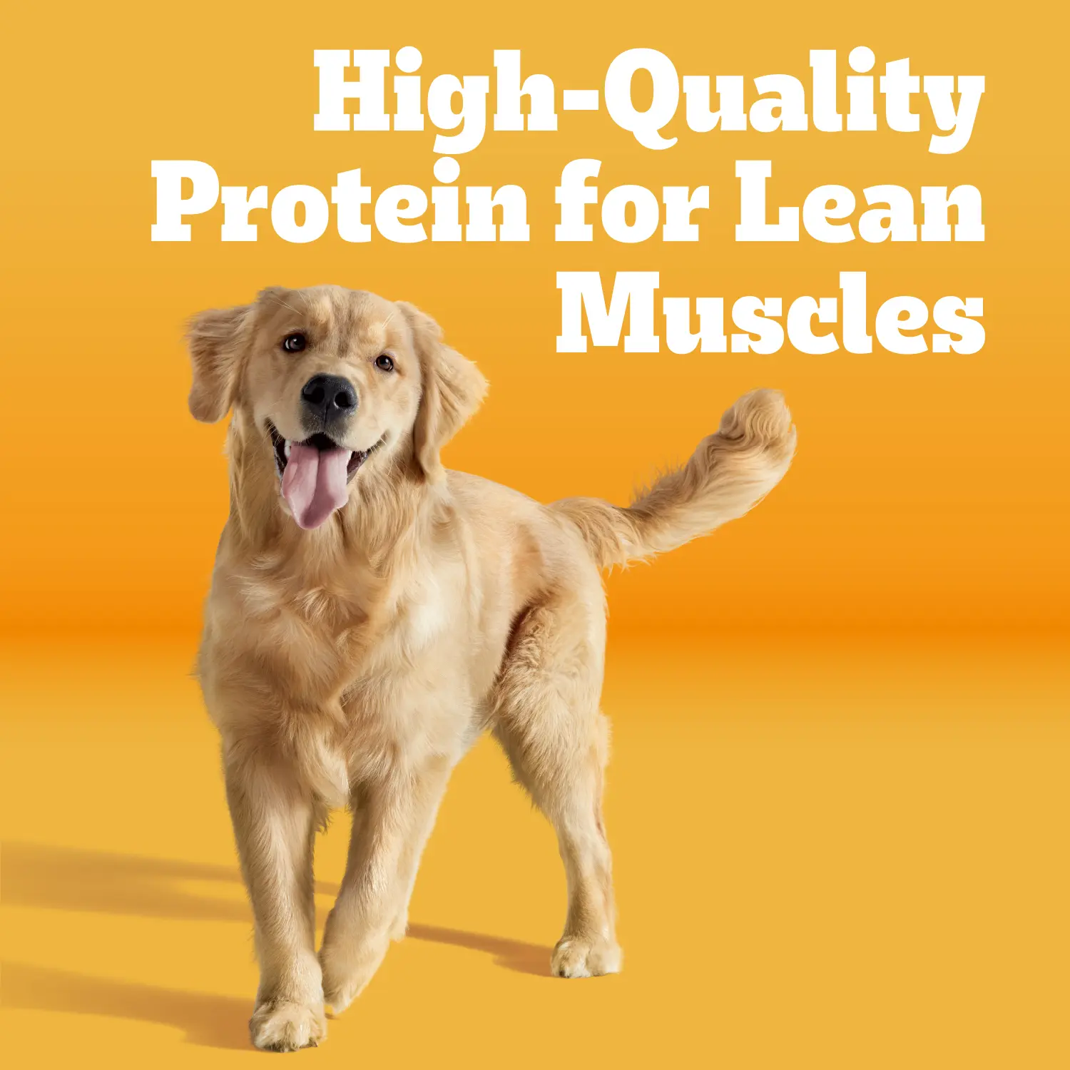 Pedigree High Protein Adult Dry Dog Food Beef & Lamb 3.5-lb - Image 10