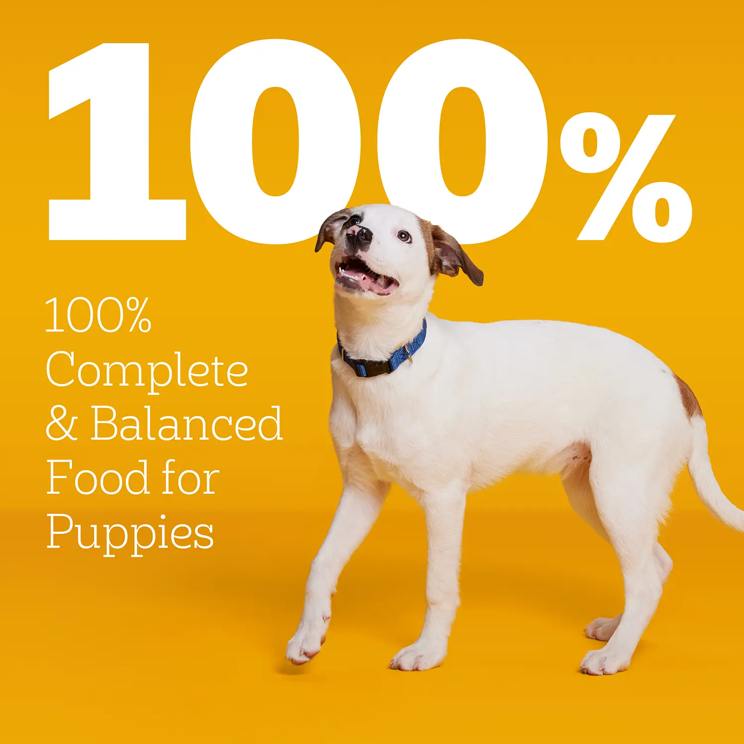 Pedigree Puppy Growth & Protection Dry Dog Food Grilled Steak & Vegetable 3.5-lb - Image 7