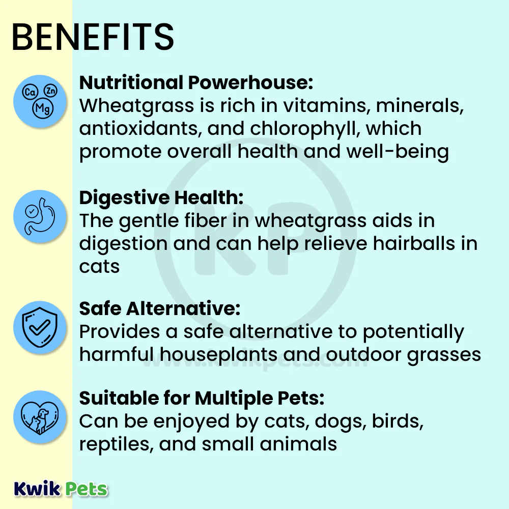 Pet Greens Garden Pet Grass Self-Grow Kit Organic Wheatgrass 3-oz - Image 4