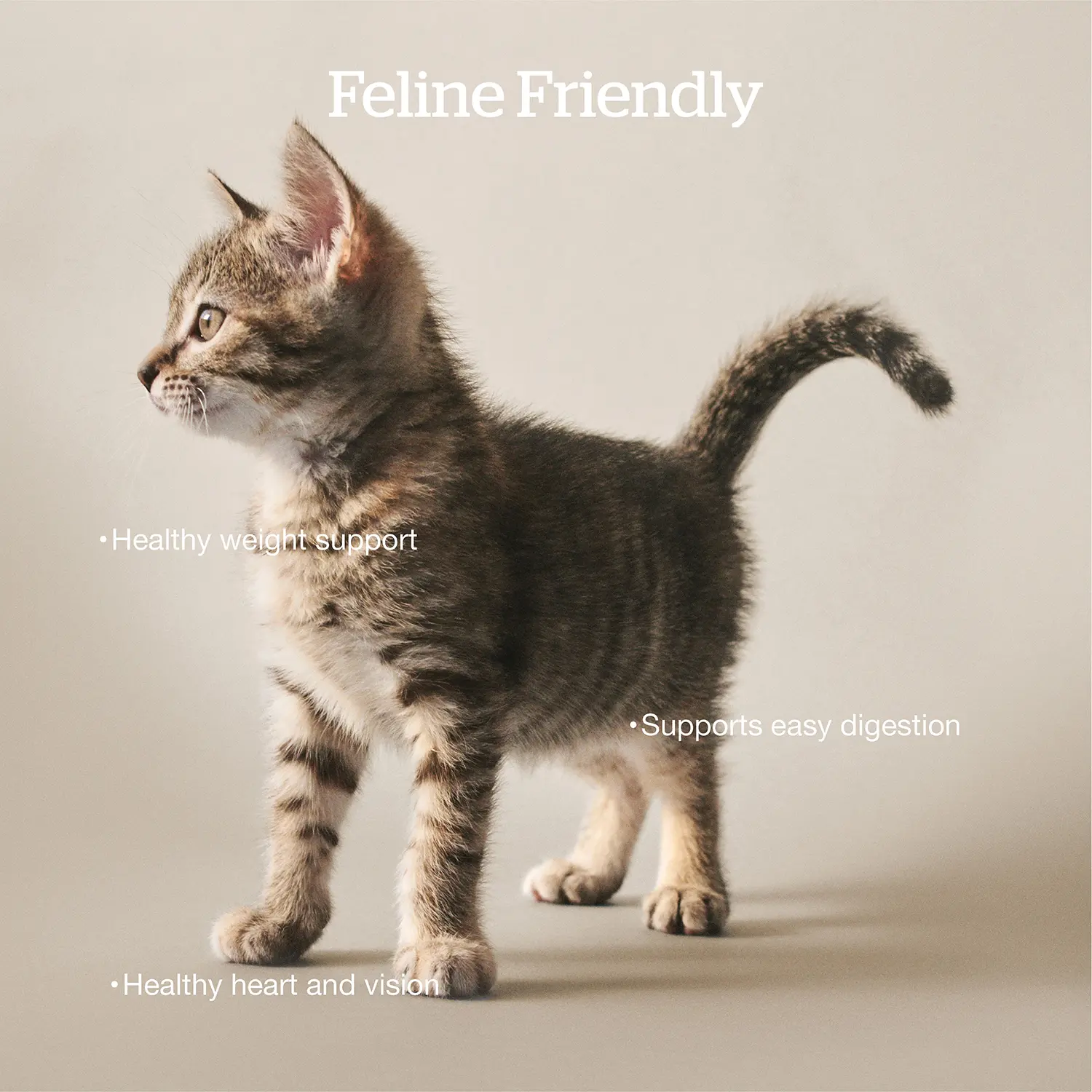 Petcurean Now Fresh Grain-Free Adult Formula Dry Cat Food Turkey, Salmon & Duck 3-lb - Image 3