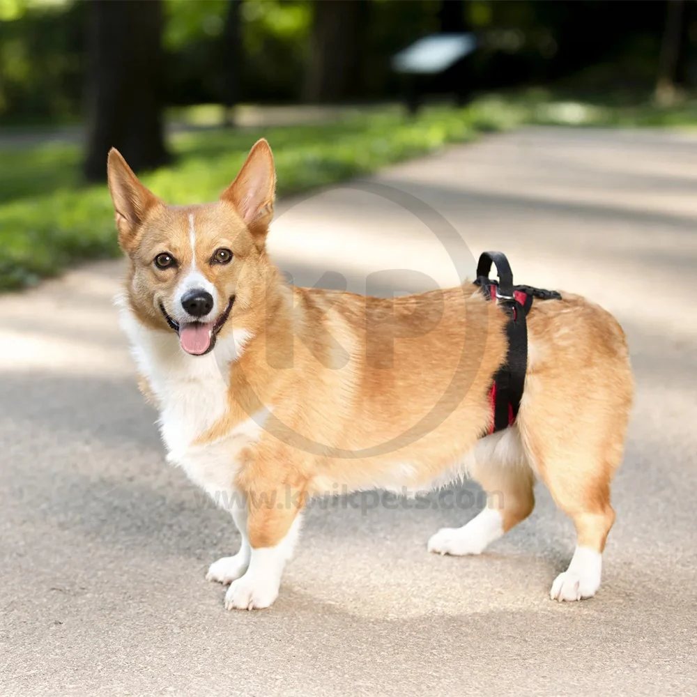 PetSafe CareLift Rear Support Dog Harness Black & Red Small - Image 5