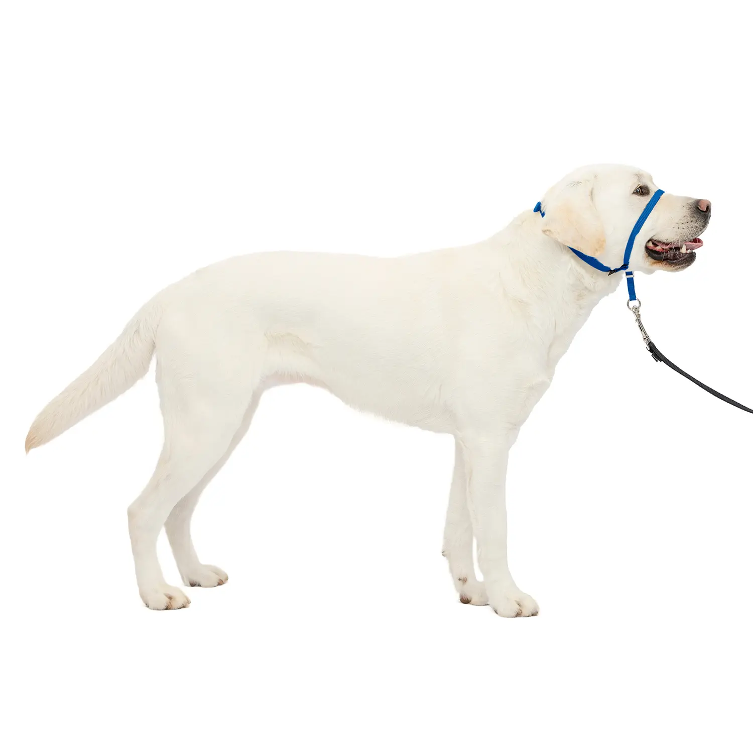 PetSafe Gentle Leader No-Pull Dog Headcollar Royal Blue Large - Image 10