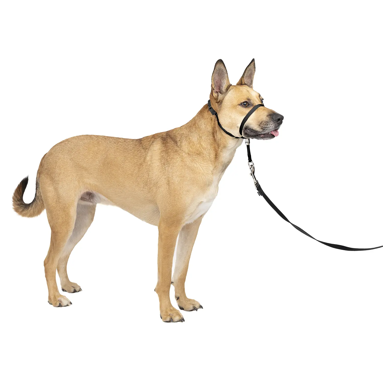 PetSafe Gentle Leader No-Pull Dog Headcollar Black Medium - Image 10