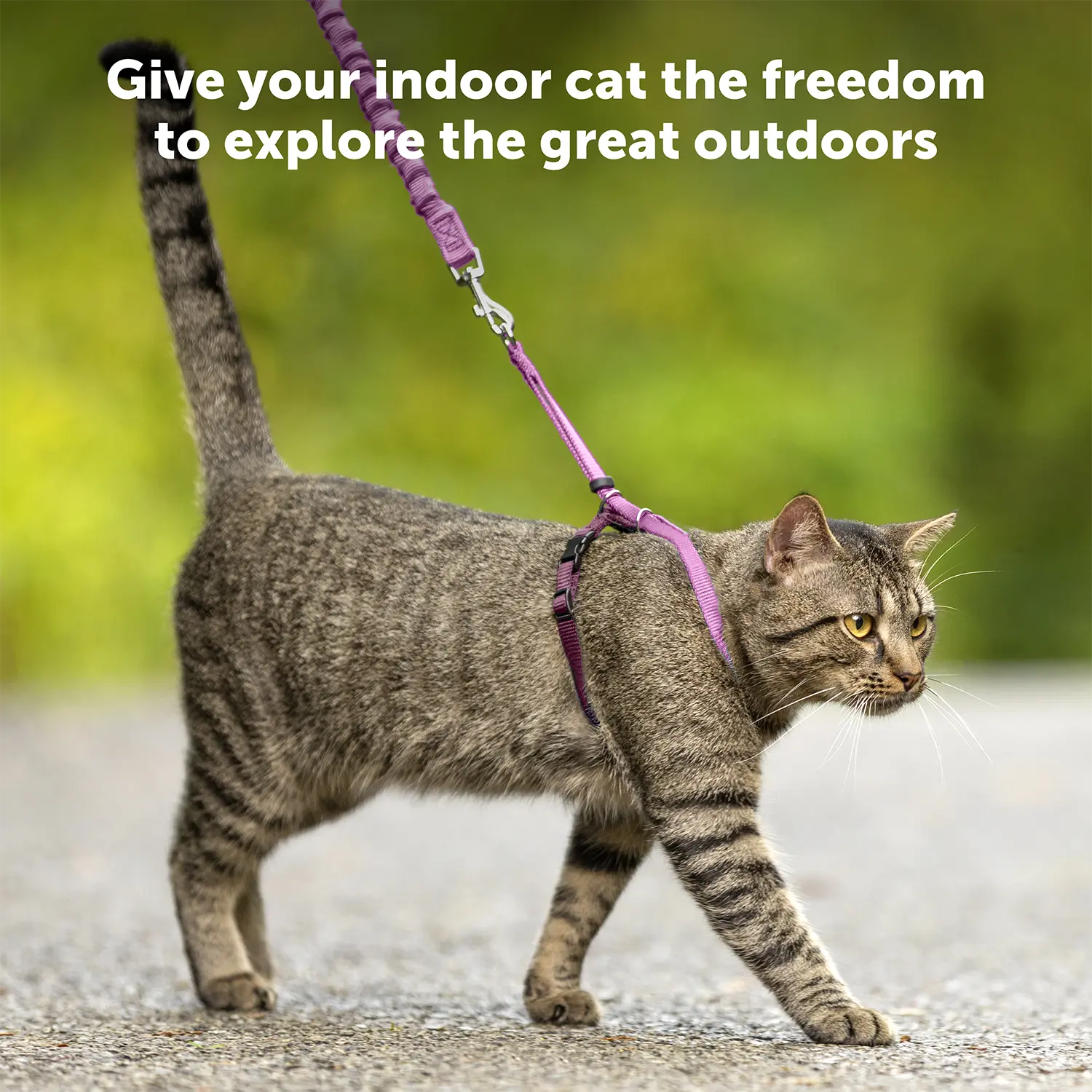 PetSafe Premier Come With Me Kitty Harness & Bungee Leash Combo Red/Cranberry Medium - Image 3