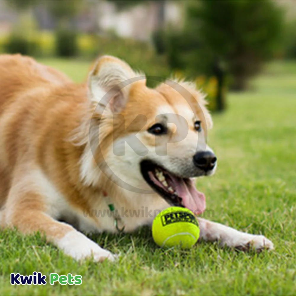 Petsport USA Tuff Ball Dog Toy Yellow 1.8-in - Image 5