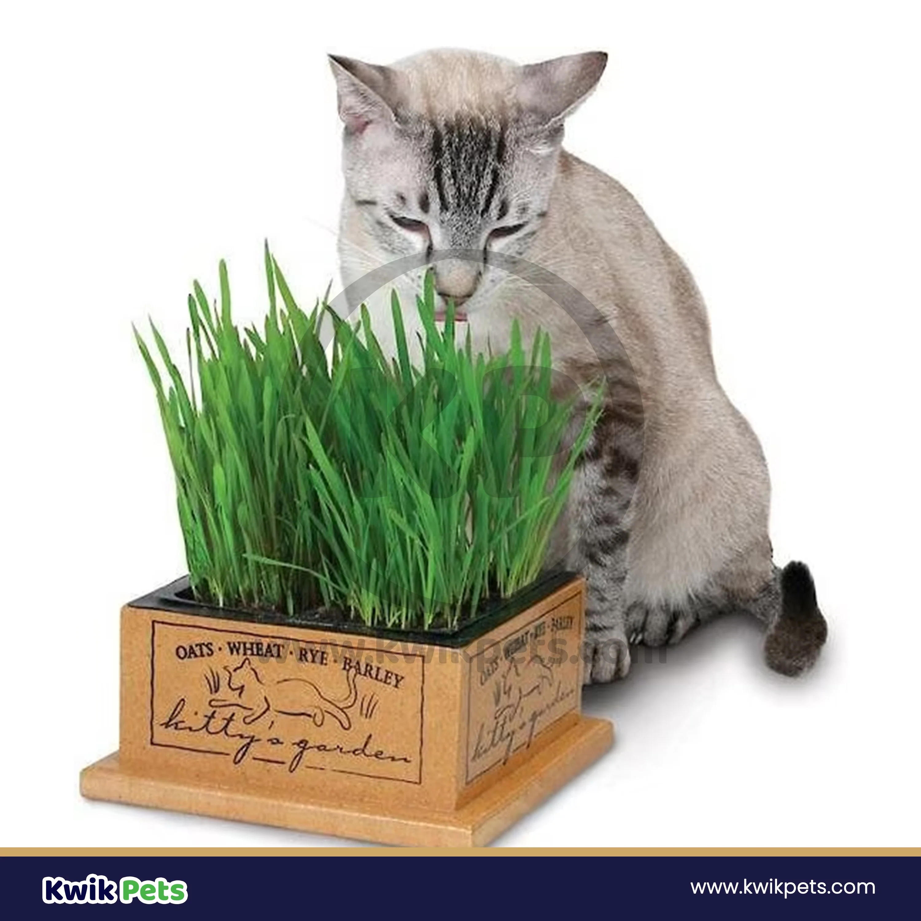Pioneer Pet SmartCat Kitty's Garden Edible Grass Refill Kit - Image 5