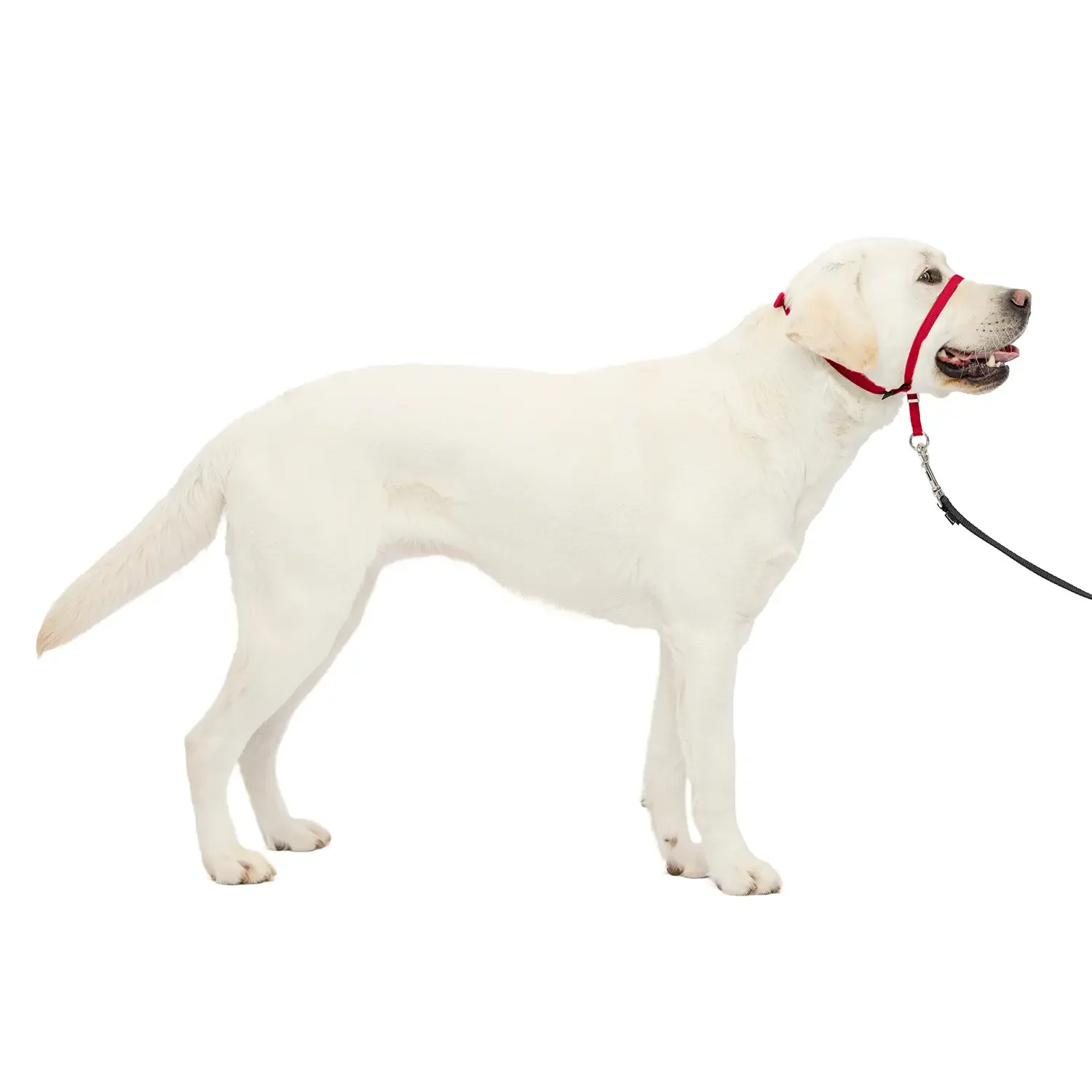 PetSafe Headcollar No-Pull Dog Collar Red Large - Image 10