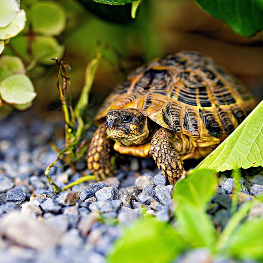 Pretty Bird Small Tortoise Dry Food 16-oz - Image 4
