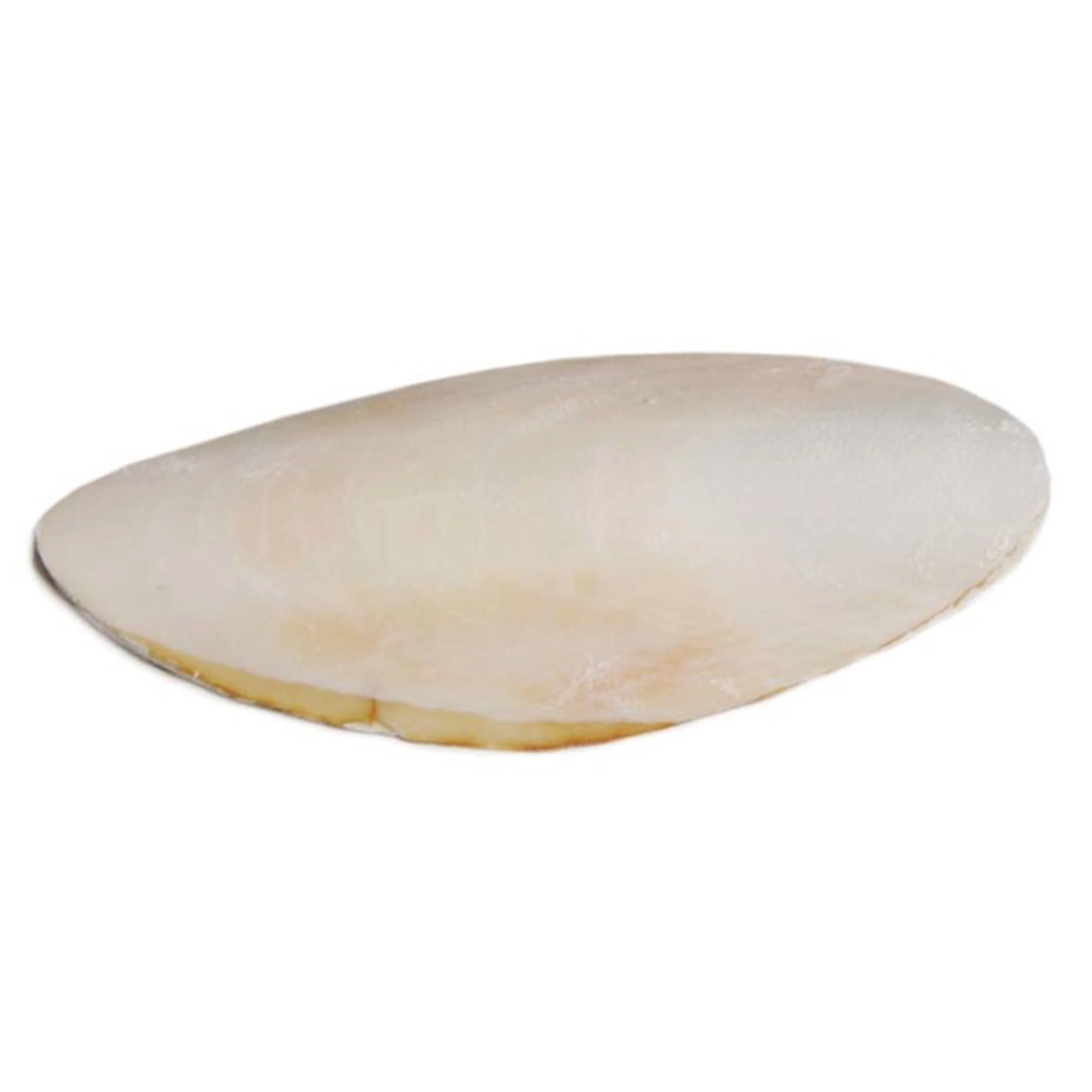 Prevue Pet Products Cuttlebone for Birds Medium 5-in - Image 4