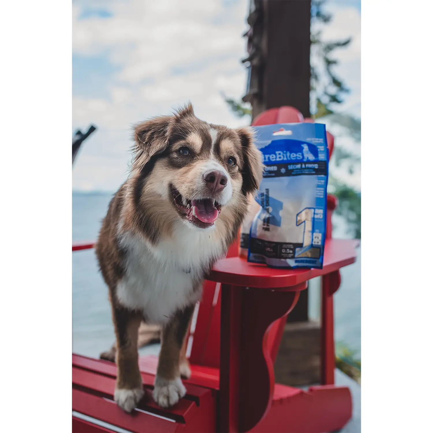 PureBites Cheddar Cheese Freeze-Dried Dog Treats 4.2-oz - Image 10