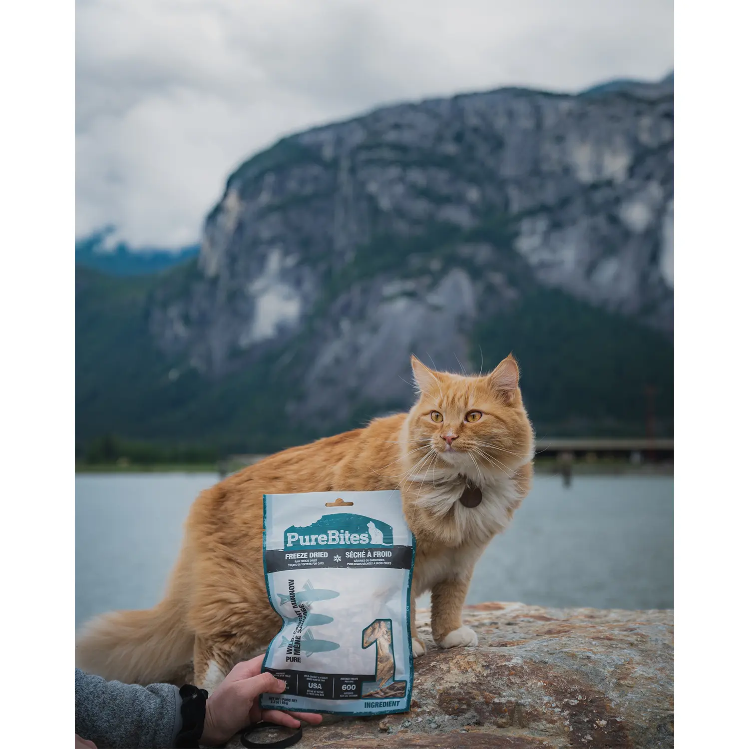 PureBites Wild-Caught Minnow Freeze-Dried Pure Cat Treats 2.3-oz - Image 8
