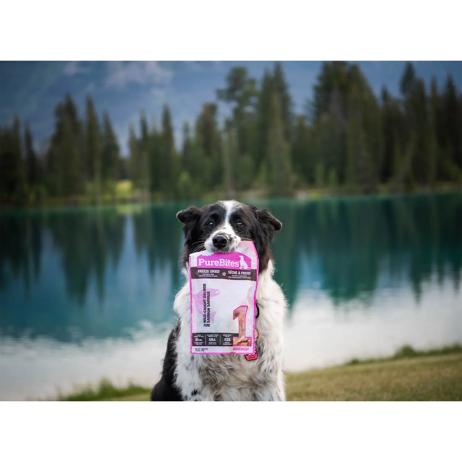 PureBites Salmon Freeze-Dried Pure Dog Treats 2.47-oz - Image 8