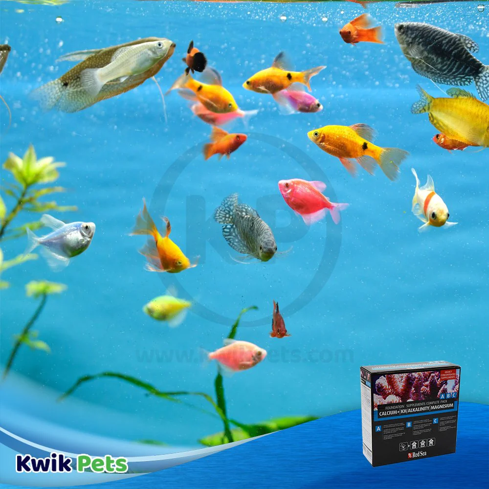 Red Sea Reef Foundation ABC Complete Liquid Supplement Pack 250 ml-each 3 Count - Image 5