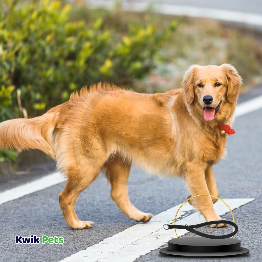 Coastal Round Nylon Dog Training Collar Black 3/8 in X 24 in - Image 3