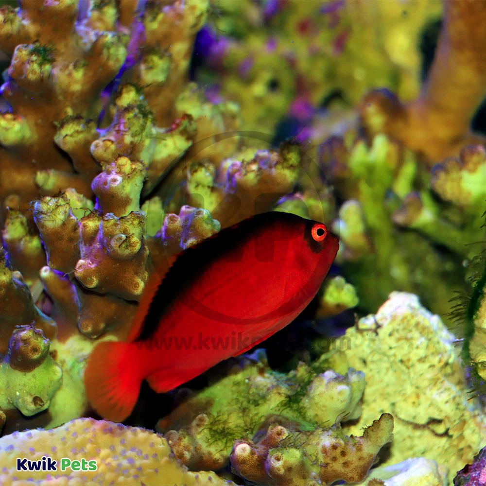 Salifert Magnesium Profi-Test Kit for Aquarium 50 Tests - Image 7