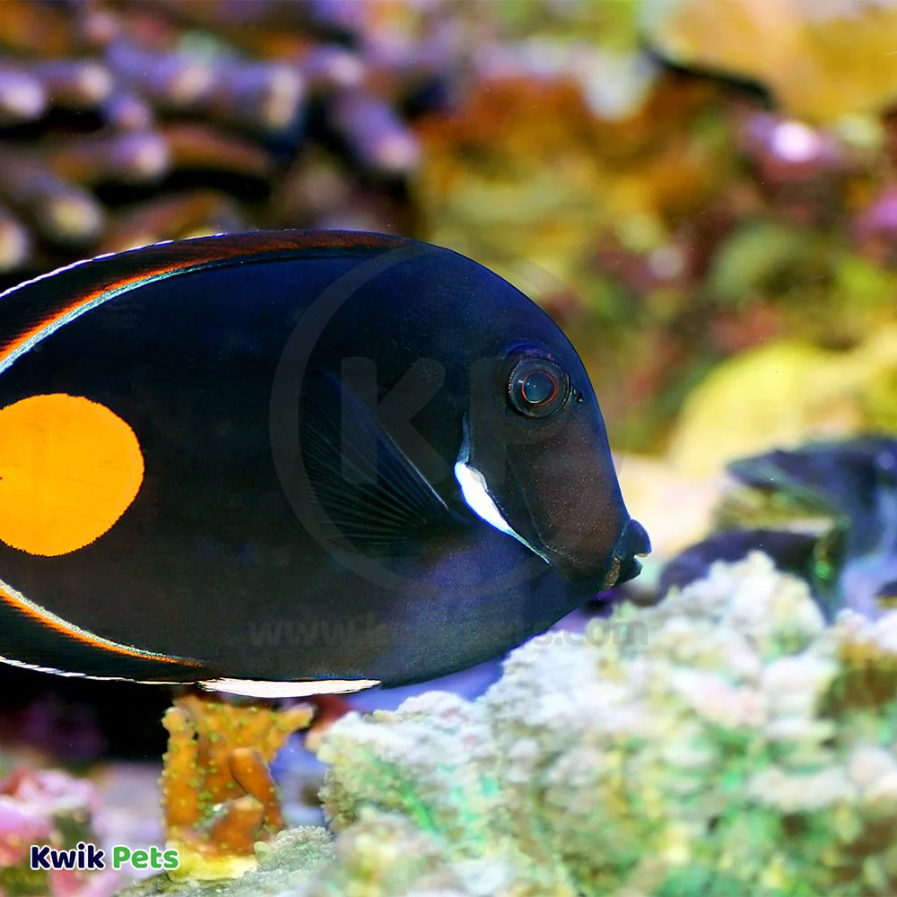 Salifert pH Profi-Test Kit for Aquarium 50 Tests - Image 6