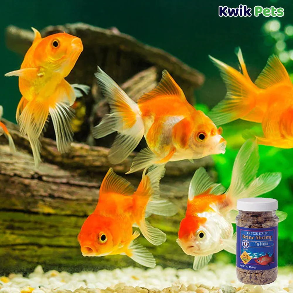 San Francisco Bay Brand Brine Shrimp Freeze-Dried Fish Food 0.7-oz - Image 5