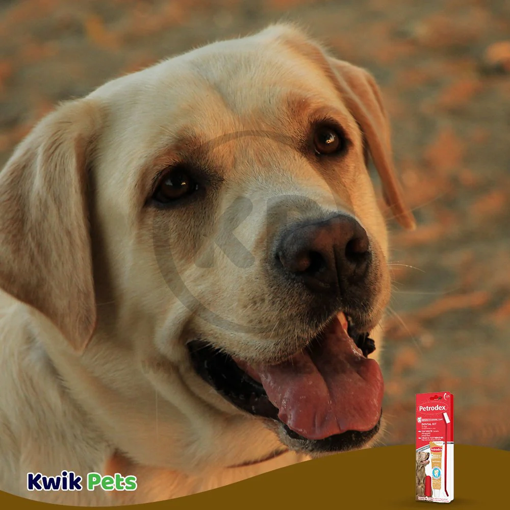Sentry Petrodex Natural Dental Care Kit for Dogs Peanut Butter Flavor 2.5-oz - Image 5