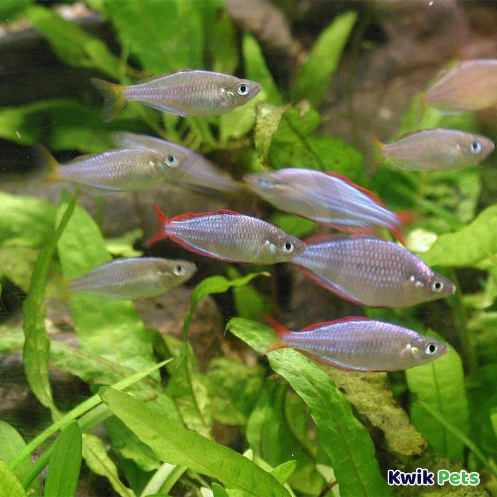 Sicce VOYAGER 4 Stream Pump for Aquarium 1600 GPH - Image 5