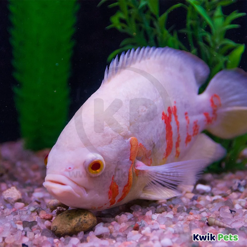 Sicce VOYAGER NANO Stream Pump for Aquarium 270 GPH - Image 5