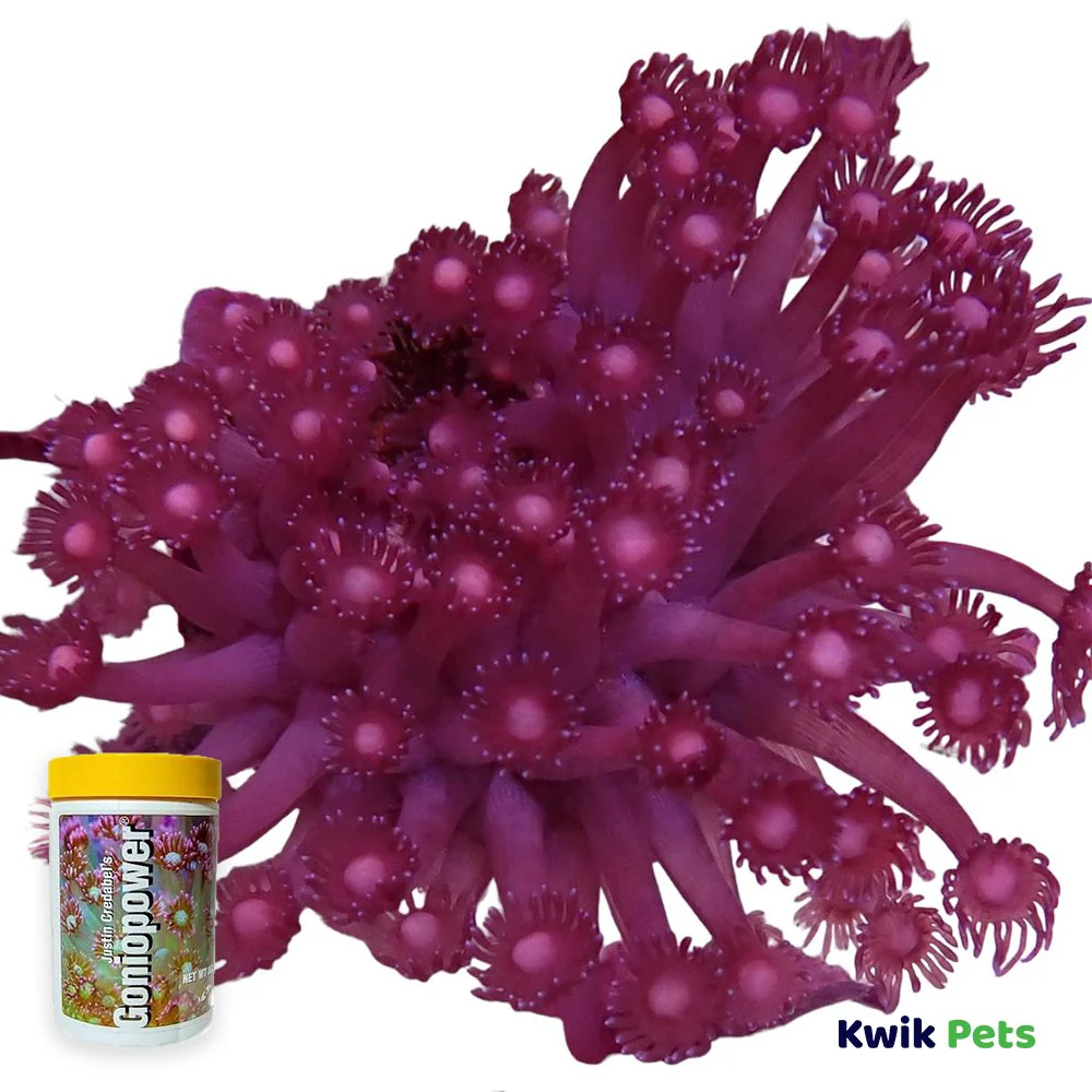 Two Little Fishies Justin Credabel's Goniopower Coral Food 1-oz - Image 2