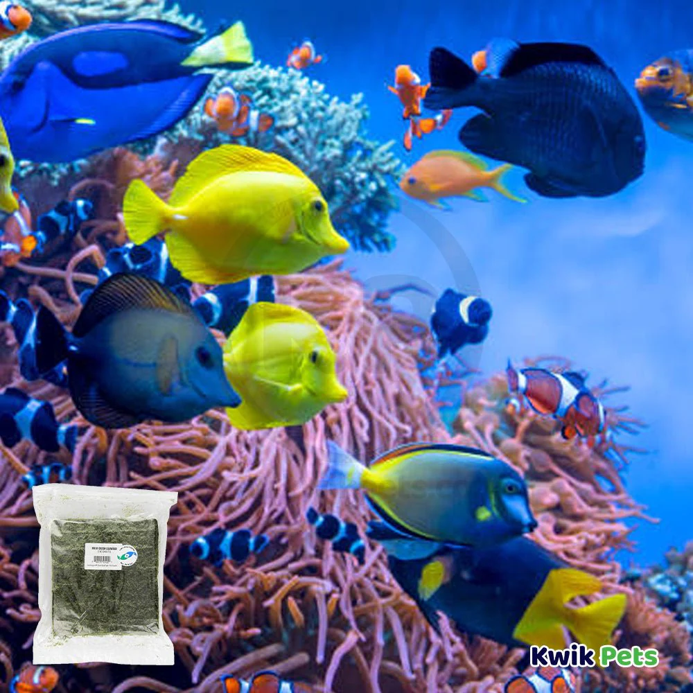 Two Little Fishies Julian Sprung's Seaveggies Green Seaweed Fish Food 100 Count - Image 4
