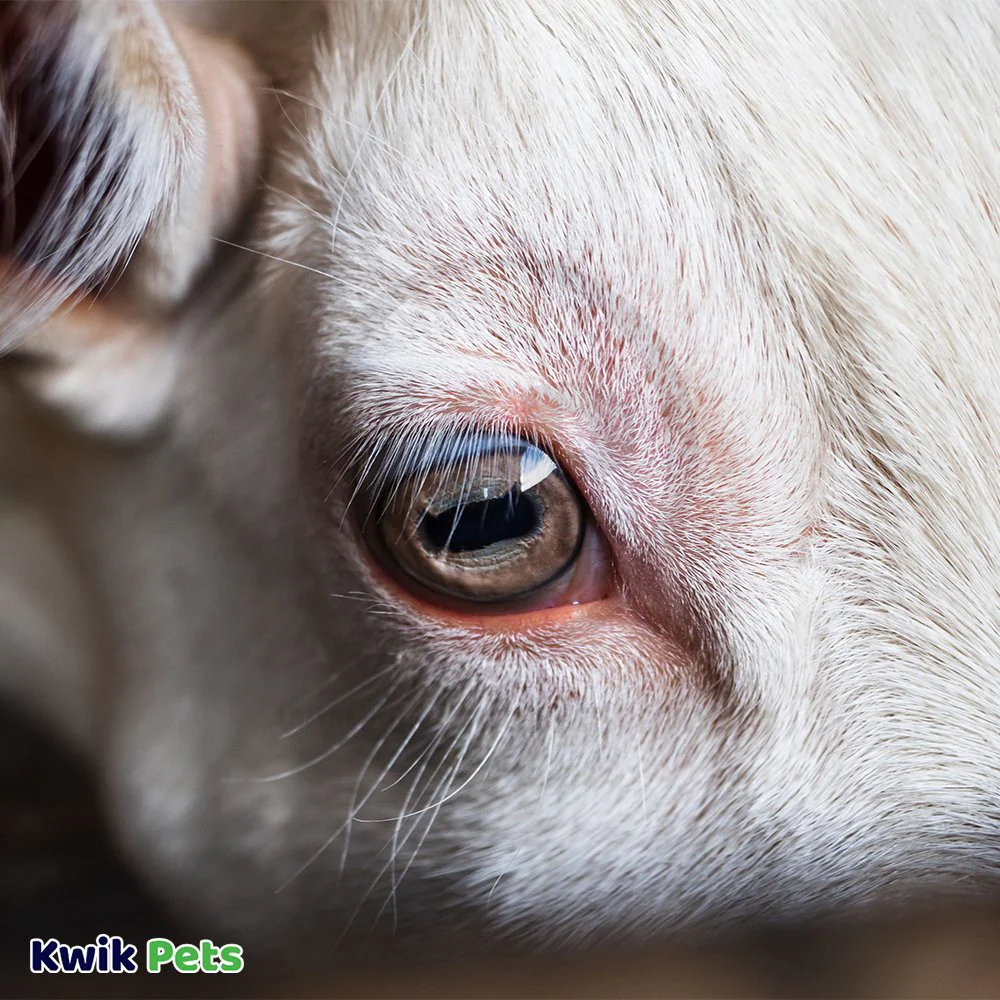 Vetericyn Plus Antimicrobial Ophthalmic Gel for Animals 3-oz - Image 3