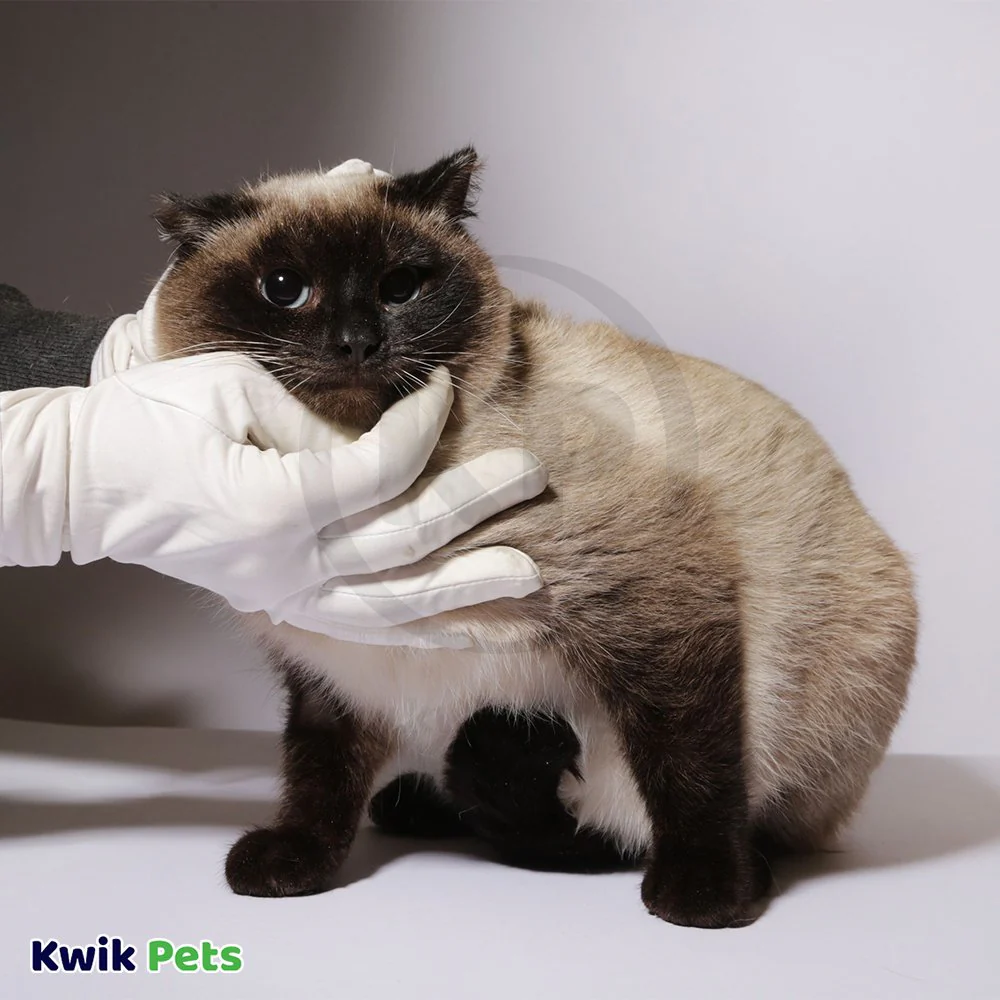 Vetericyn Plus Antimicrobial Feline Facial Therapy 2-oz - Image 5