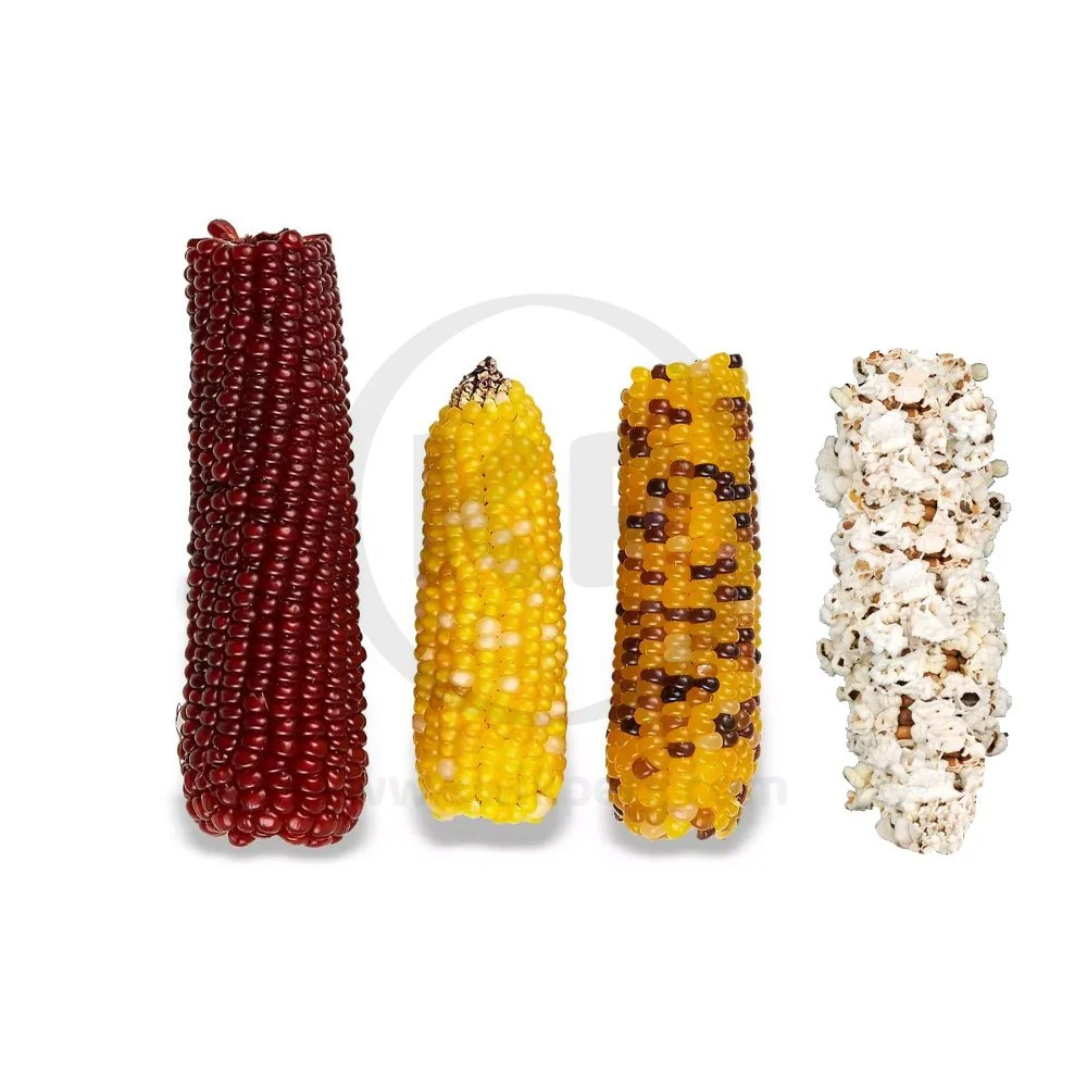 Vitakraft Mini-Pop Small Animal Cob Treats 3 Count 6-oz - Image 3