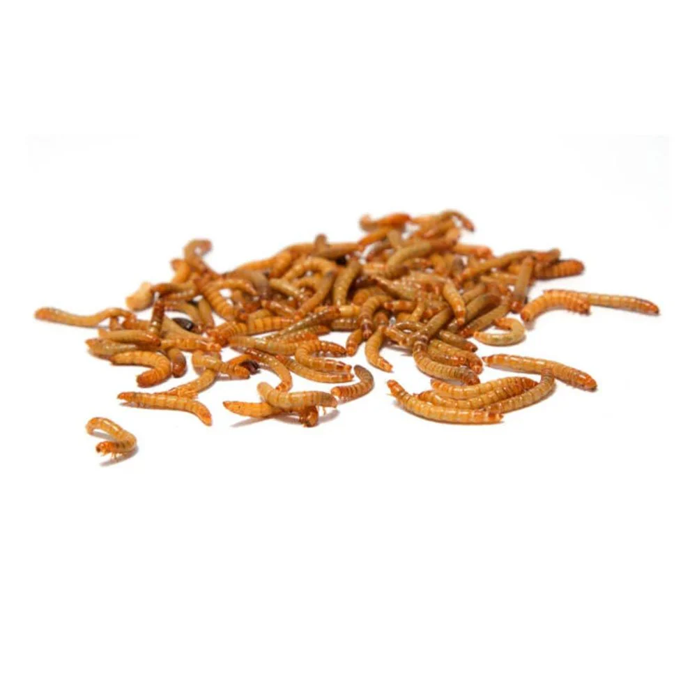Volkman Seed Company Mealworms Chicken Food 10-oz - Image 2