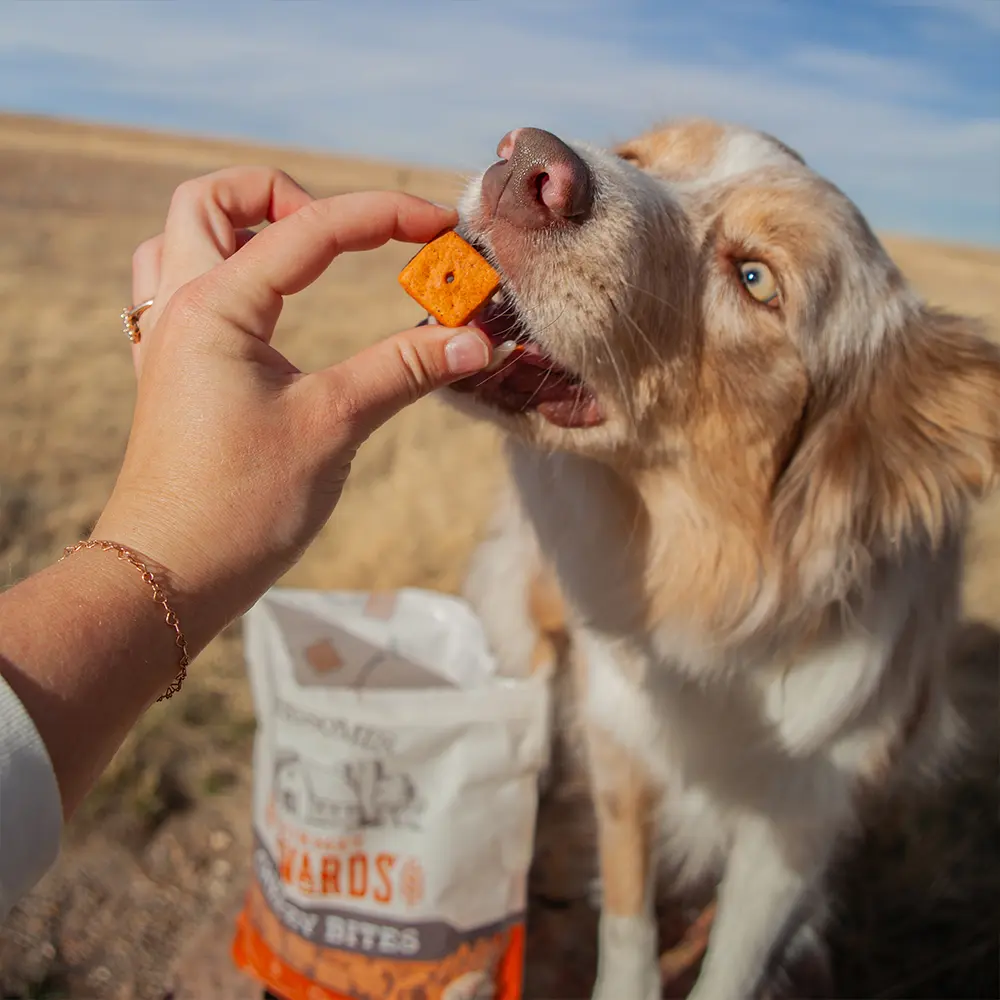 Wholesomes Gourmet Rewards Cheezy Bites Biscuits Oven-Baked Dog Treats Cheddar Cheese 3-lb - Image 5