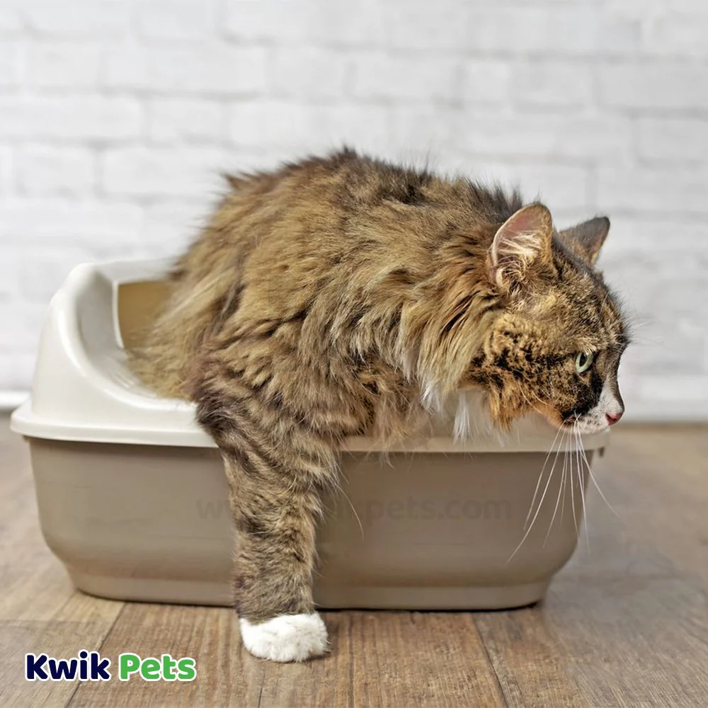 World's Best Cat Litter Low Tracking & Dust Control Multiple Cat Unscented Formula 15-lb - Image 5