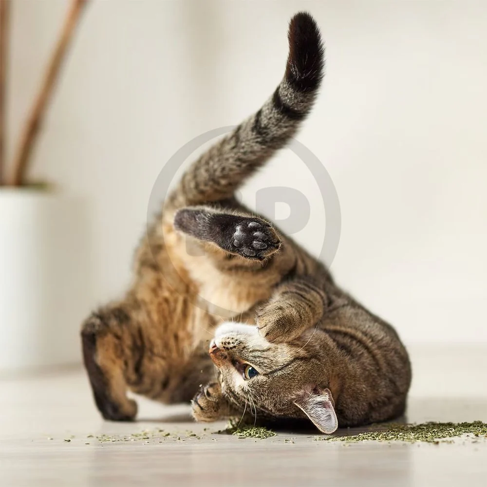 Yeowww! Catnip Cat Tub 2-oz - Image 7