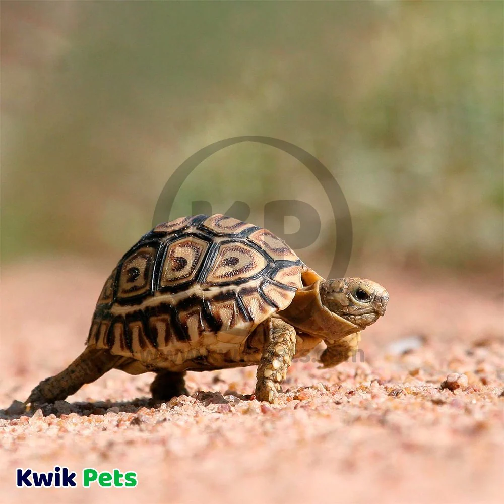 Zilla Land Turtle & Tortoise Extruded Food Pellets 6.5-oz - Image 8