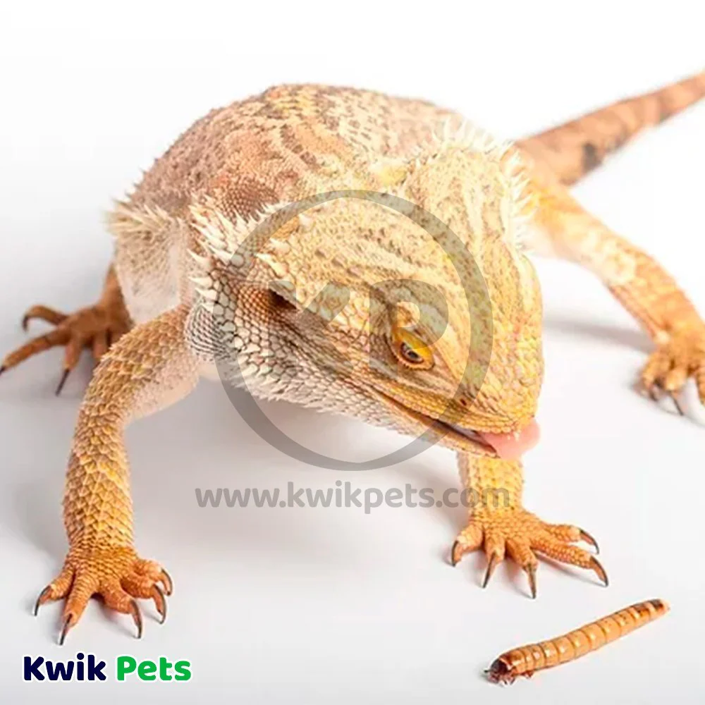 Zilla Mealworms Reptile Munchies 3.75-oz - Image 8