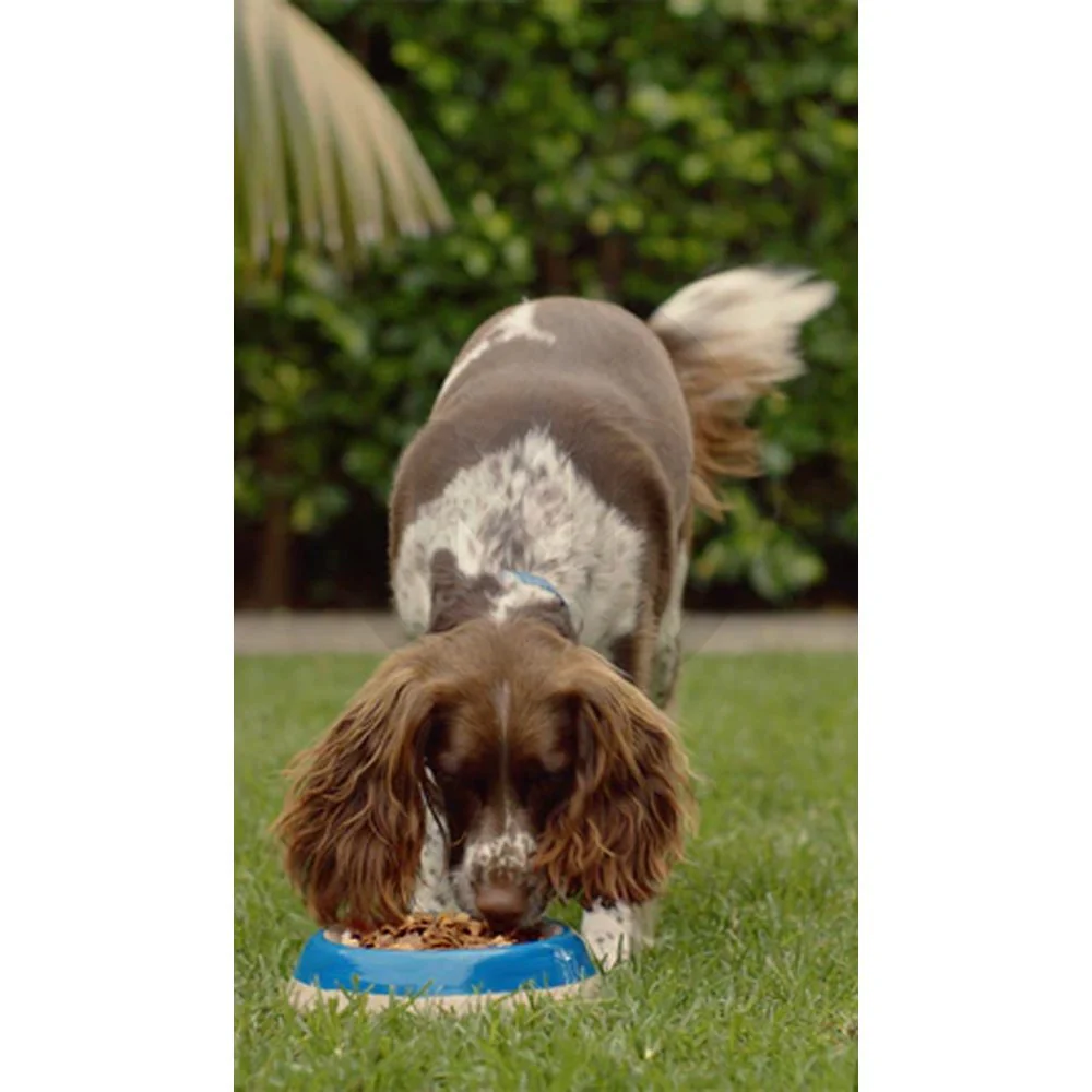 Ziwi Peak Original Series Air Dried Dog Food Beef Recipe 5.5-lb - Image 5
