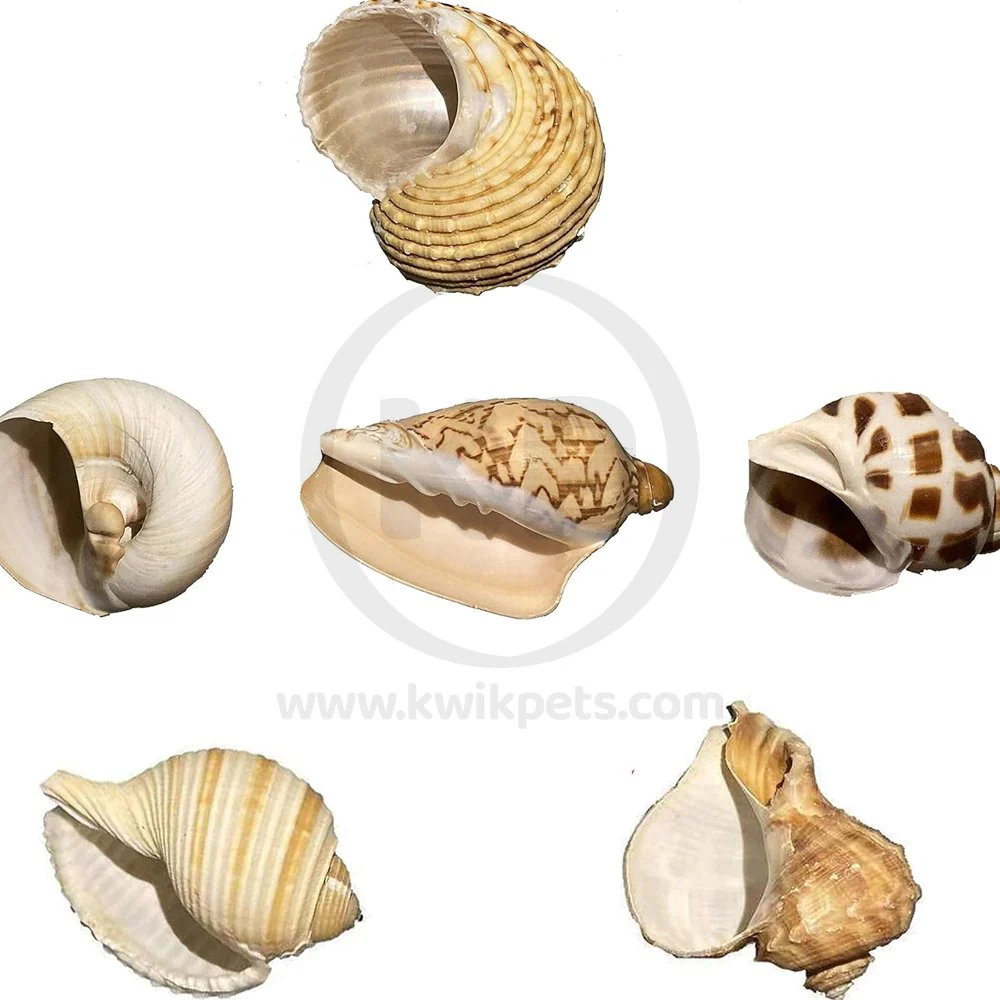 Zoo Med Hermit Crab Growth Shell Assorted Medium 2 Count - Image 3