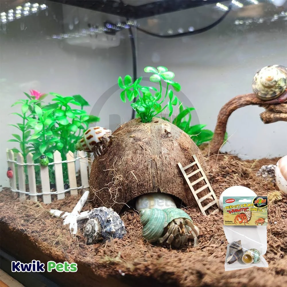 Zoo Med Hermit Crab Growth Shell Assorted Medium 2 Count - Image 4