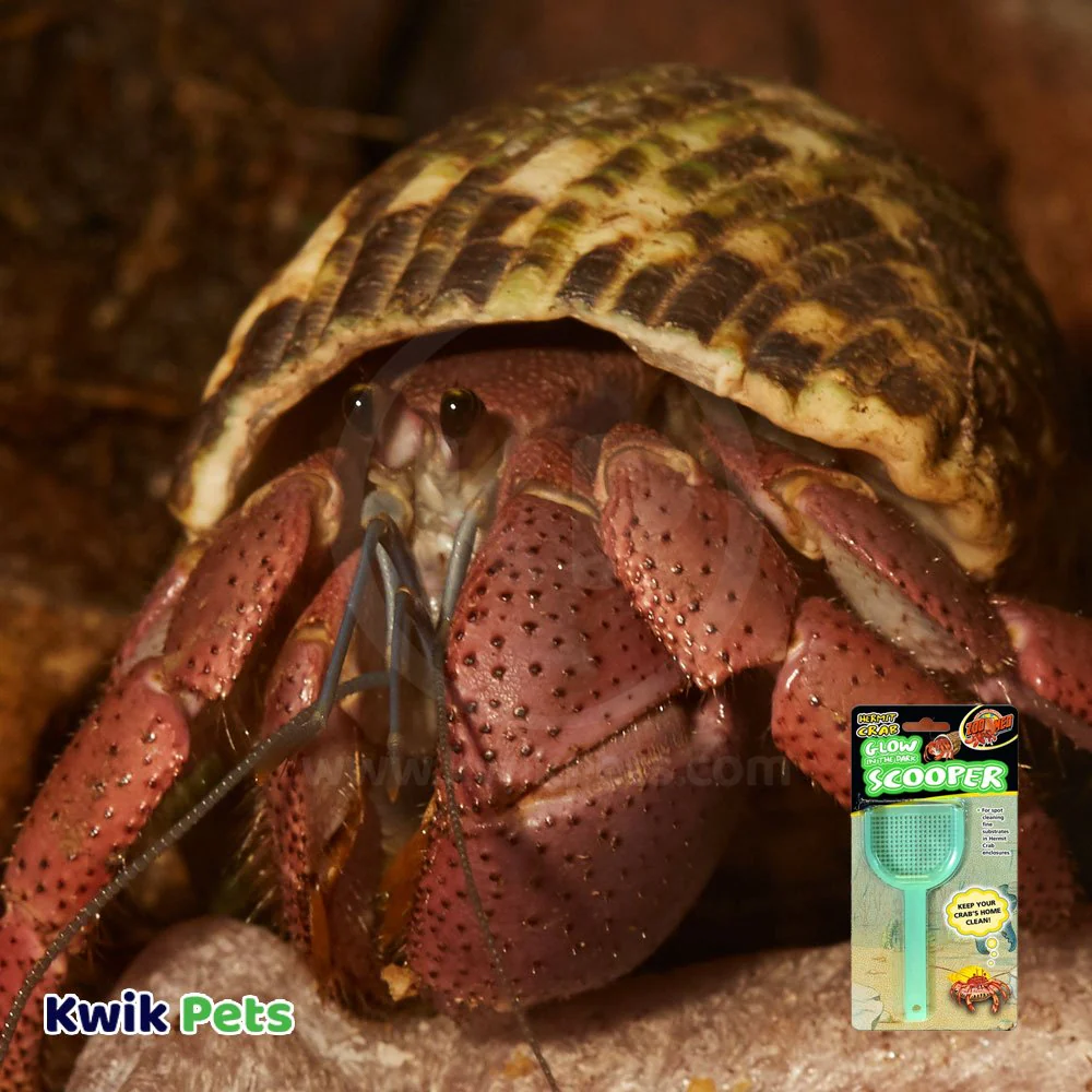 Zoo Med Hermit Crab Scooper Glow in the Dark - Image 3