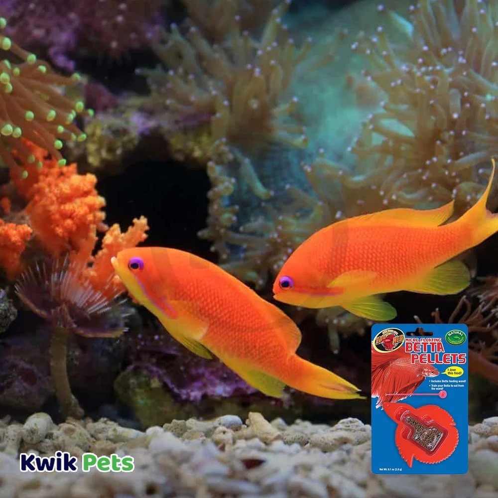 Zoo Med Micro Floating Betta Pellet Fish Food 0.15-oz - Image 5